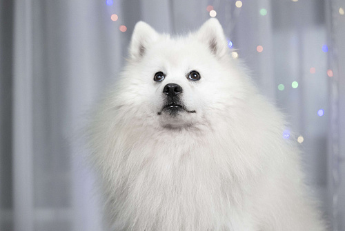 В добрые руки японский шпиц 