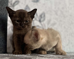 Кошки в Оренбурге: Бурманские котята Девочка, 35 000 руб. - фото 6