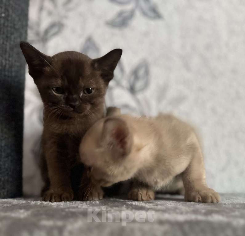 Кошки в Оренбурге: Бурманские котята Девочка, 35 000 руб. - фото 6