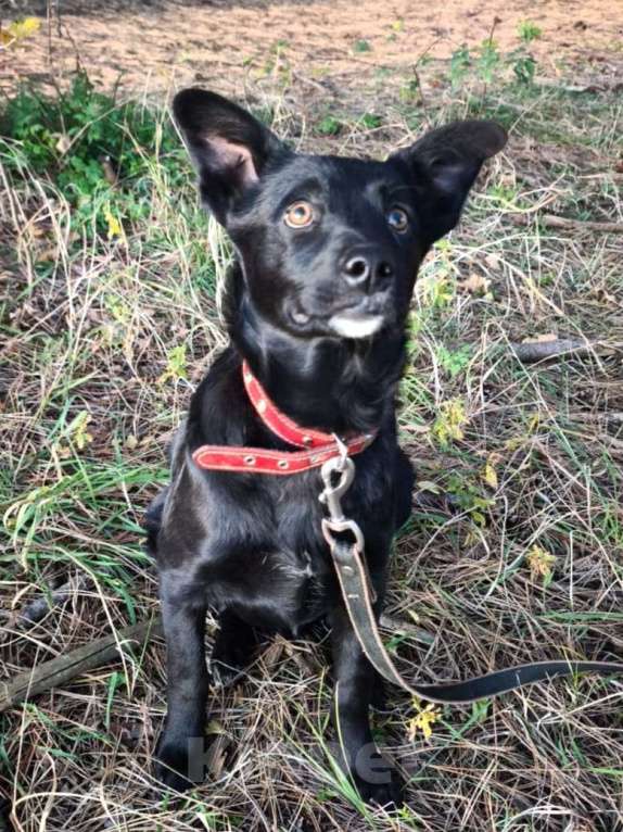 Собаки в Санкт-Петербурге: Ищет дом щенок с храбрым сердцем Мальчик, Бесплатно - фото 4