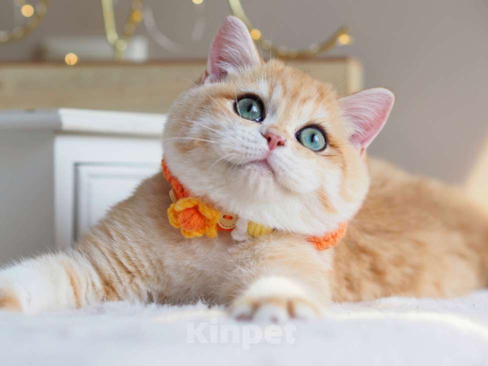 Кошки в Москве: Британский котёнок Дон Жуан Мальчик, 120 000 руб. - фото 4