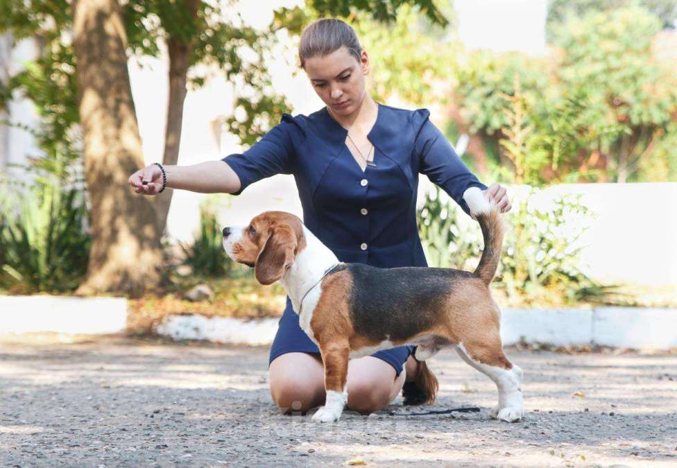 Собаки в Краснодаре: Вязка Мальчик, 30 000 руб. - фото 4