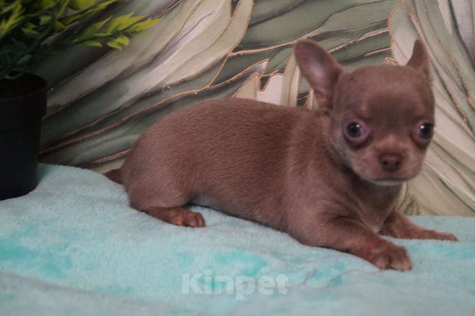 Собаки в Москве: Девочка чихуа Девочка, 35 000 руб. - фото 6