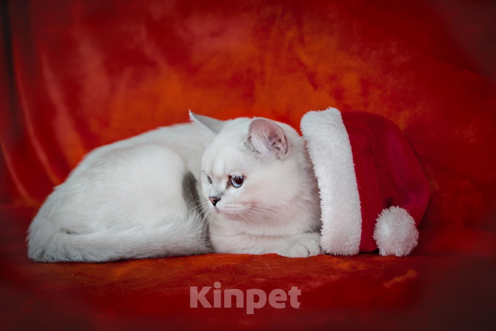 Кошки в Миассе: Голубоглазый парень Мальчик, 50 000 руб. - фото 3