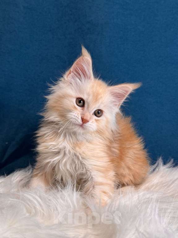 Кошки в Москве: Мальчик шадед линий Мальчик, 75 000 руб. - фото 4