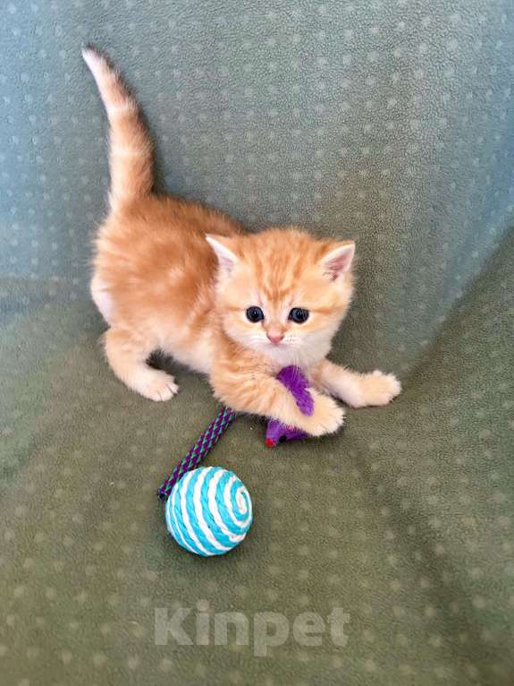 Кошки в Москве: Мальчик мрамор Золотая шиншилла Мальчик, 35 000 руб. - фото 7