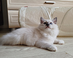 Кошки в Москве: Регдолл котенок котик Мальчик, 65 000 руб. - фото 2