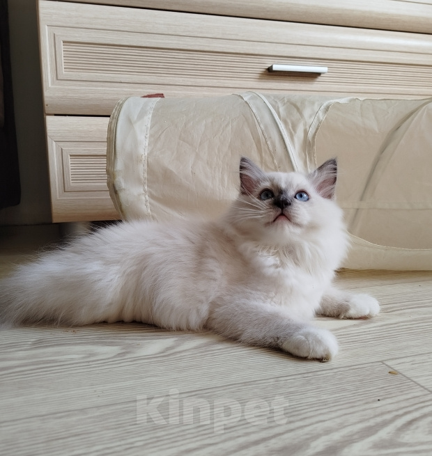 Кошки в Москве: Регдолл котенок котик Мальчик, 65 000 руб. - фото 2