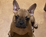Собаки в Санкт-Петербурге: Шикарный мальчик французского бульдога  Мальчик, 45 000 руб. - фото 4
