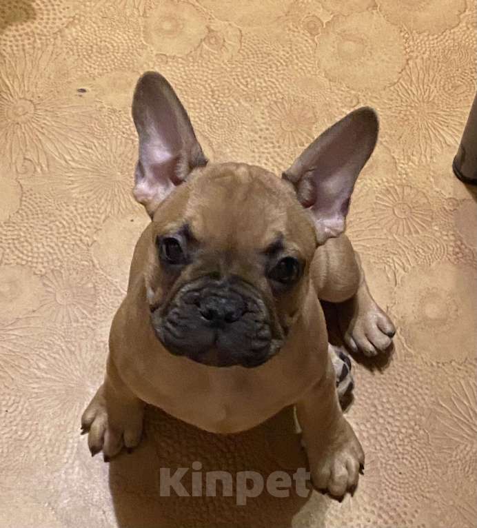 Собаки в Санкт-Петербурге: Шикарный мальчик французского бульдога  Мальчик, 45 000 руб. - фото 4