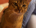 Кошки в Москве: Абиссинский кот на вязку, можно за котёнка, 6 000 руб. - фото 3