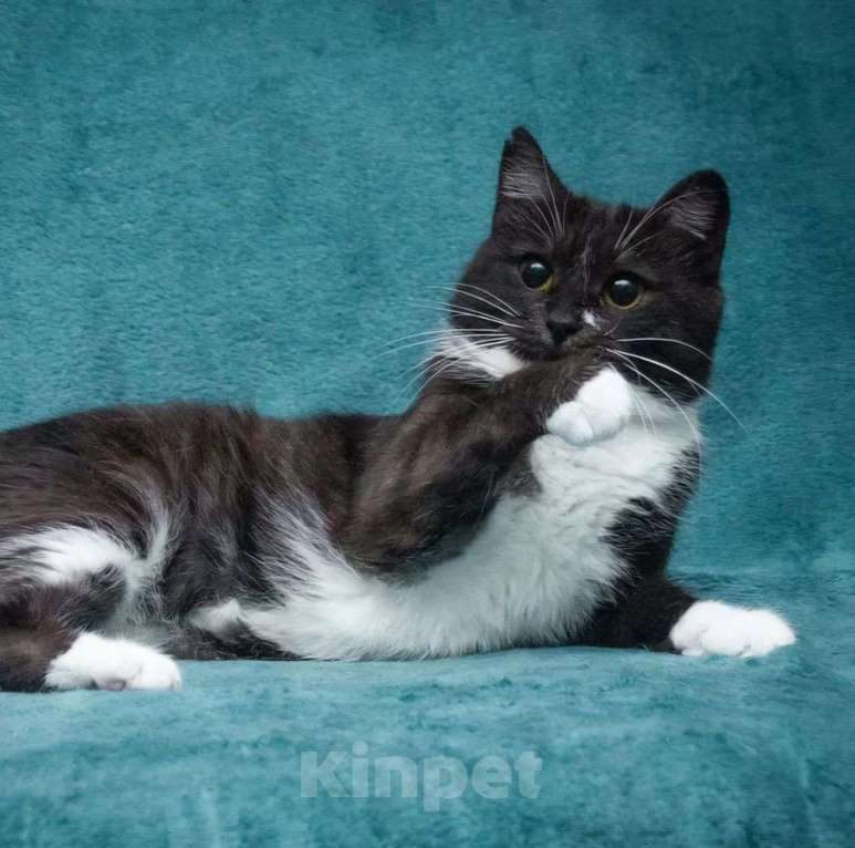 Кошки в Москве: Самая ласковая на свете кошечка Машенька ищет дом! Девочка, Бесплатно - фото 5