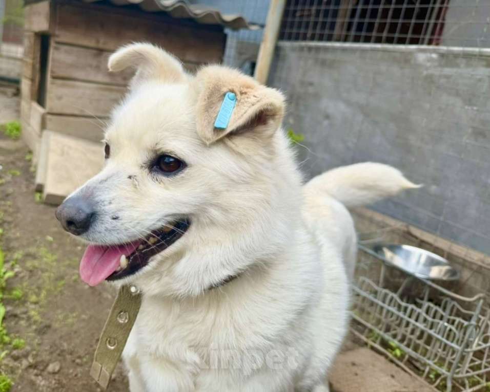 Собаки в Ростове-на-Дону: Бельчонок ищет дом и семью  Мальчик, Бесплатно - фото 6