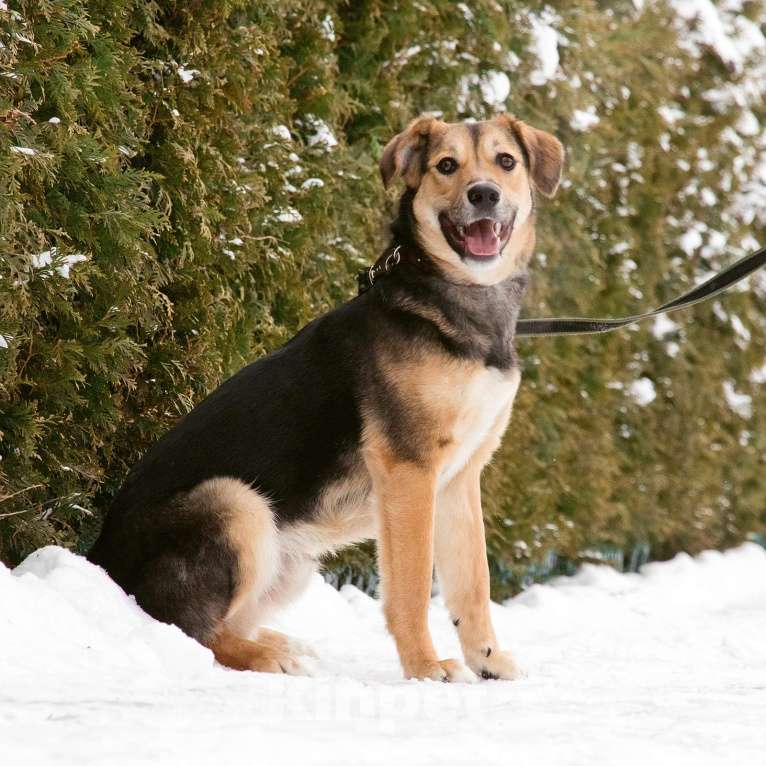 Собаки в Москве: Джуд Мальчик, Бесплатно - фото 4