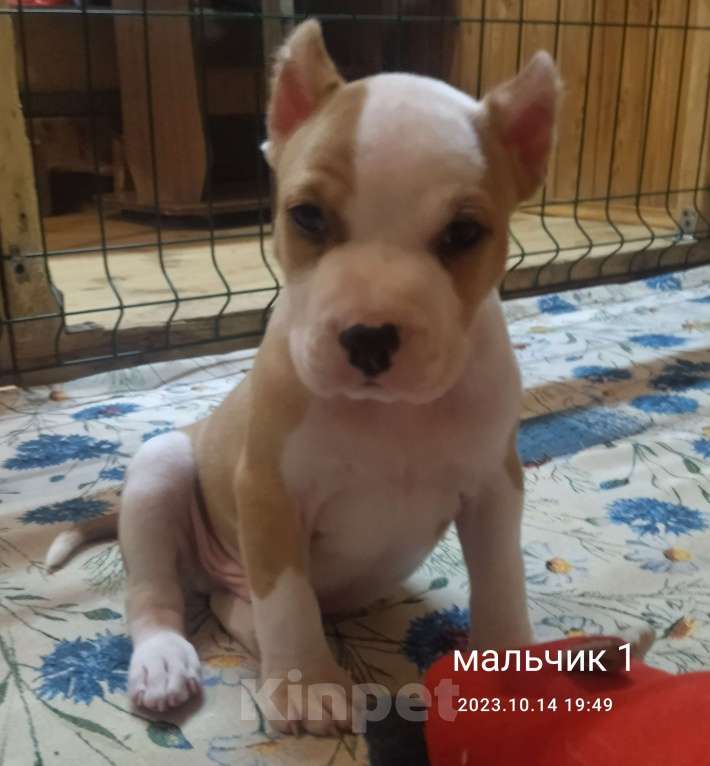 Собаки в Пушкино: Мальчик 1 Мальчик, 35 000 руб. - фото 1