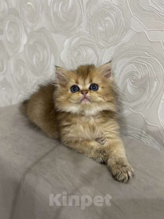 Кошки в Нижнем Новгороде: Хайленд страйт девочка Девочка, 35 000 руб. - фото 3