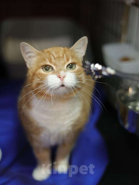 Кошки в Санкт-Петербурге: Кошка в добрые руки Девочка, Бесплатно - фото 5