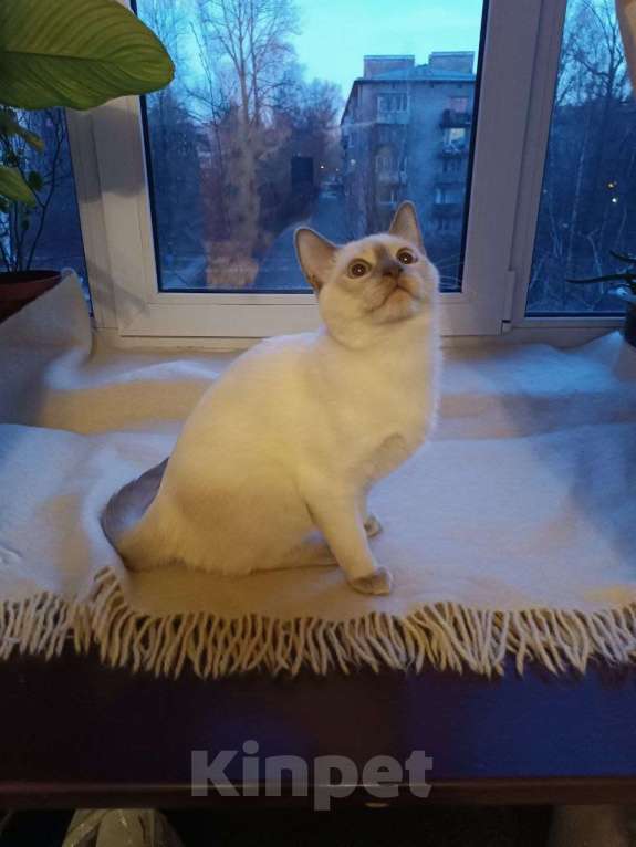Кошки в Санкт-Петербурге: Продаётся тайский котёнок Мальчик, 80 000 руб. - фото 1