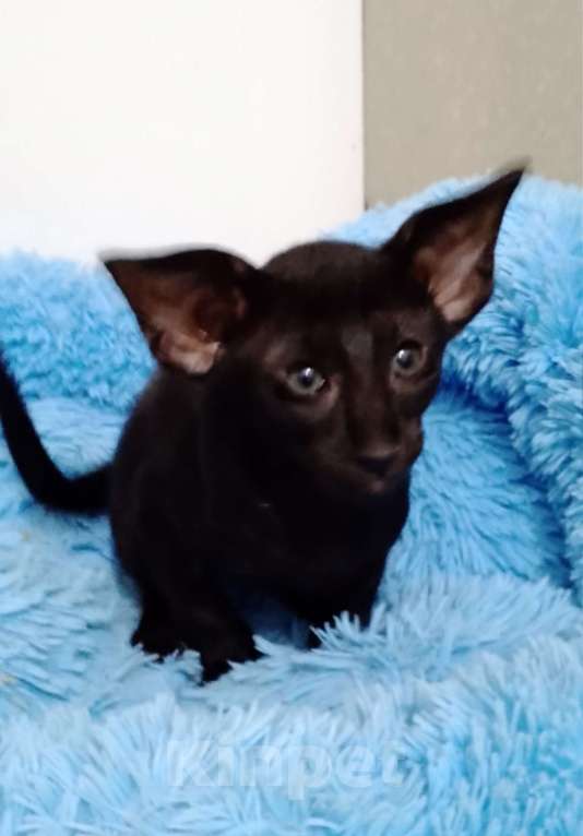 Кошки в Екатеринбурге: Ориентальный котёнок Мальчик, 60 000 руб. - фото 2