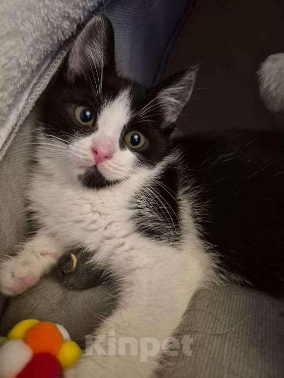 Кошки в Москве: Котенок в добрые руки Девочка, 10 руб. - фото 2