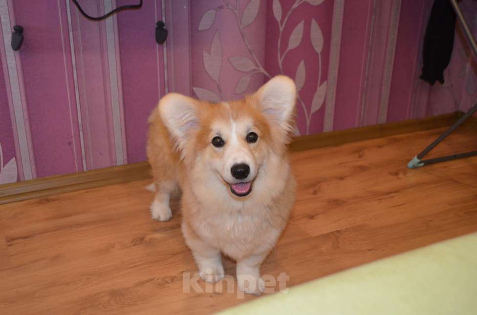 Собаки в Севастополе: Корги флаффи Мальчик, 50 000 руб. - фото 5