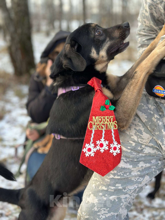 Собаки в Москве: Гарик Мальчик, Бесплатно - фото 5