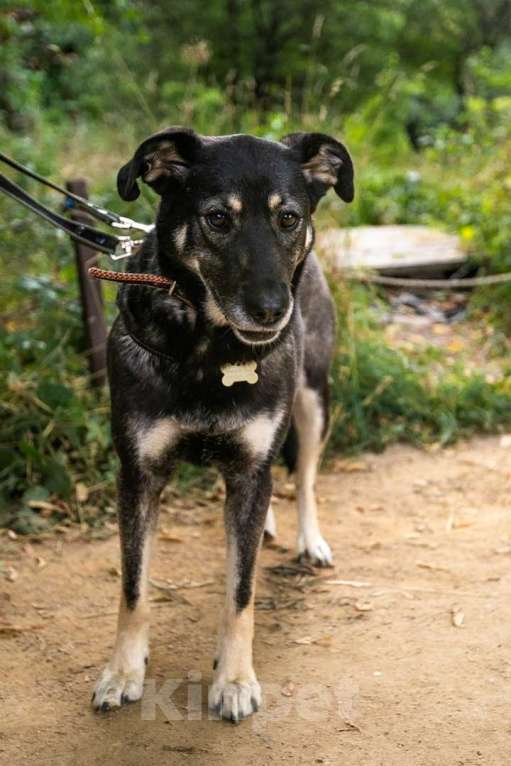 Собаки в Москве: Табити Девочка, Бесплатно - фото 2