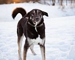Собаки в Москве: Молодой, активный, дружелюбный мальчишка Мальчик, Бесплатно - фото 8
