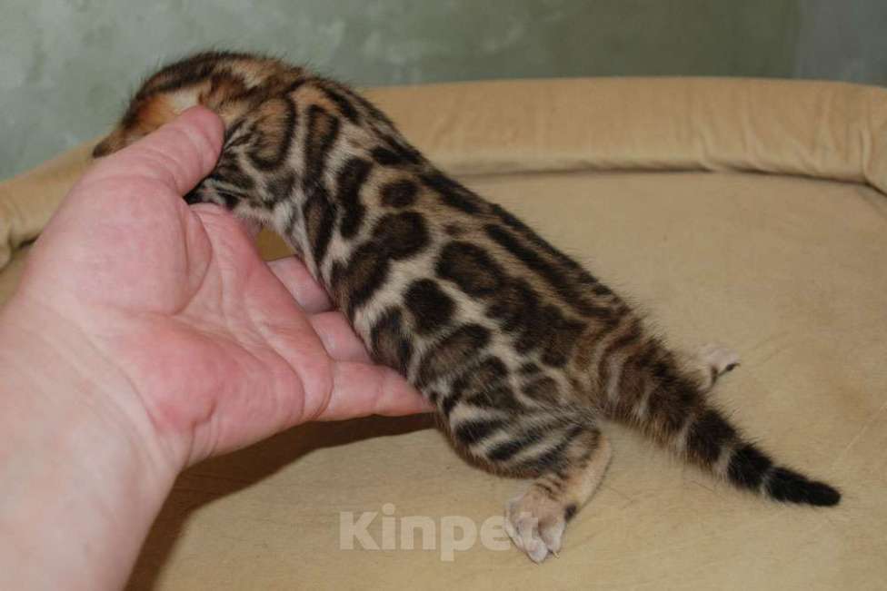 Кошки в Москве: Бенгальская кошечка. Девочка, 60 000 руб. - фото 5