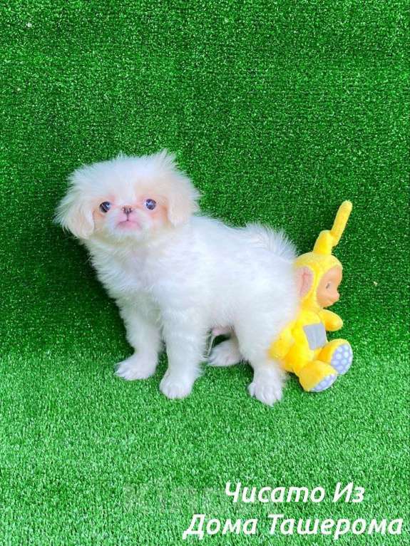 Собаки в Лыткарино: Малыши Японского хина Мальчик, 35 000 руб. - фото 5