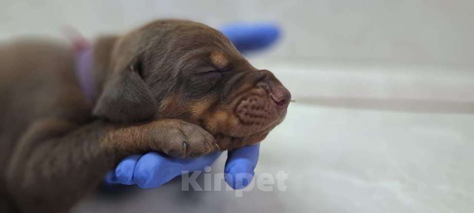 Собаки в других городах Краснодарского края: Щенки добермана РКФ Мальчик, 90 000 руб. - фото 2