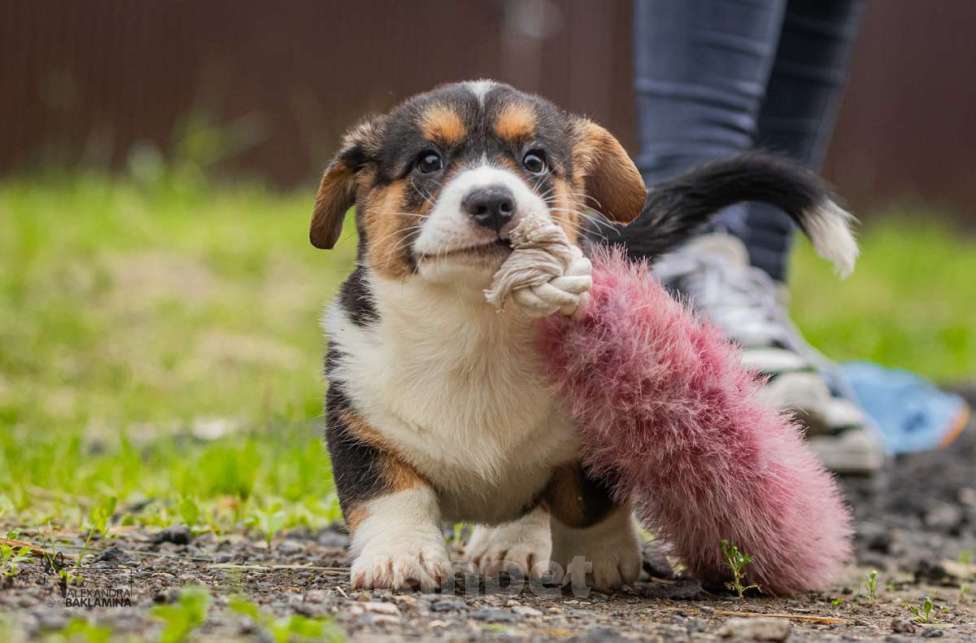 Собаки в Москве: Барон Мальчик, 50 000 руб. - фото 6