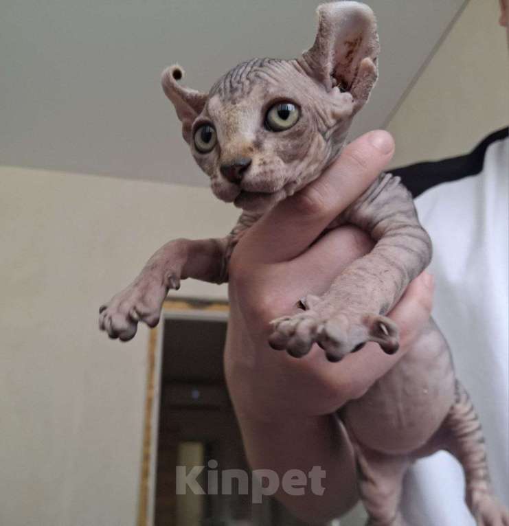 Кошки в Краснодаре: Канадский сфинкс ,эльф Девочка, 10 000 руб. - фото 3