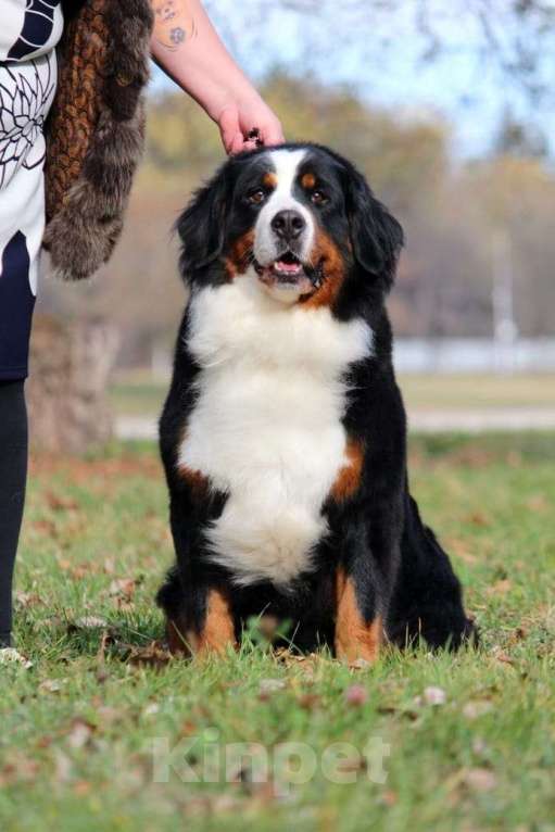 Собаки в Москве: Щенок Бернского Зенненхунда Мальчик, Бесплатно - фото 6