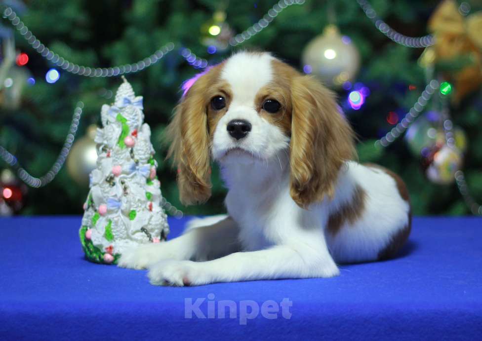 Собаки в Люберцах: Кавалер Кинг Чарльз спаниель  Мальчик, 120 000 руб. - фото 2