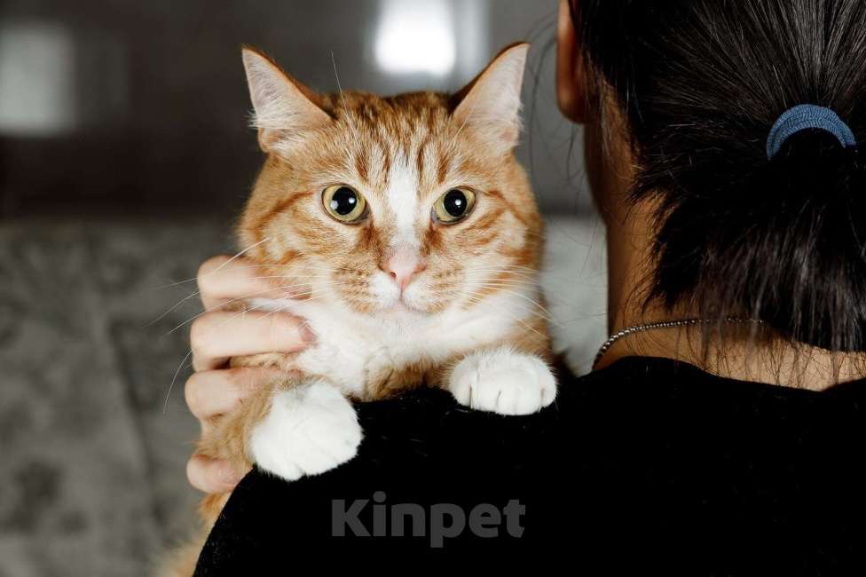 Кошки в Москве: Солнечная кошечка Шани ищет дом Девочка, 1 руб. - фото 5