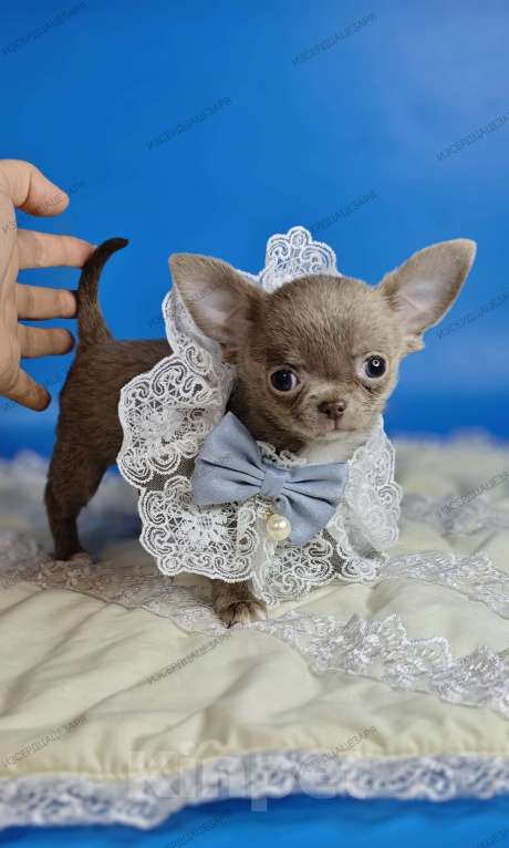 Собаки в Москве: Мини чихуахуа мальчик лилового окраса Мальчик, 50 000 руб. - фото 3