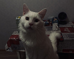 Кошки в Химках: Кот Мейн-Кун ищет заботливых хозяев Мальчик, 10 000 руб. - фото 1