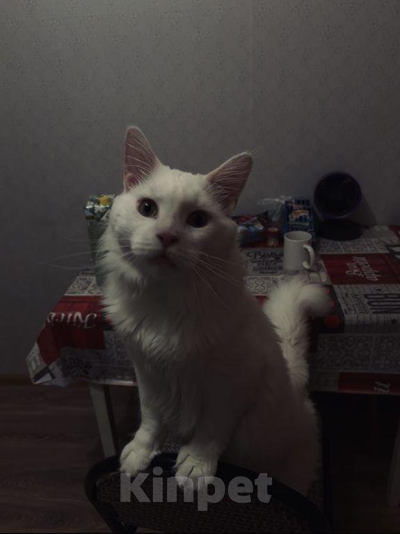 Кошки в Химках: Кот Мейн-Кун ищет заботливых хозяев Мальчик, 10 000 руб. - фото 1