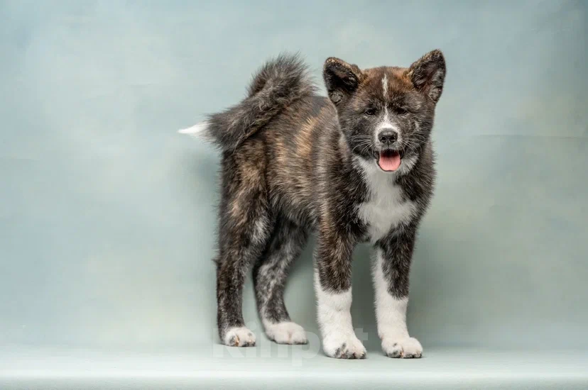 Собаки в Санкт-Петербурге: Таисия Девочка, 70 000 руб. - фото 6