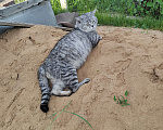 Кошки в Тольятти: Ищем кошечку для вязки Мальчик, 1 руб. - фото 2