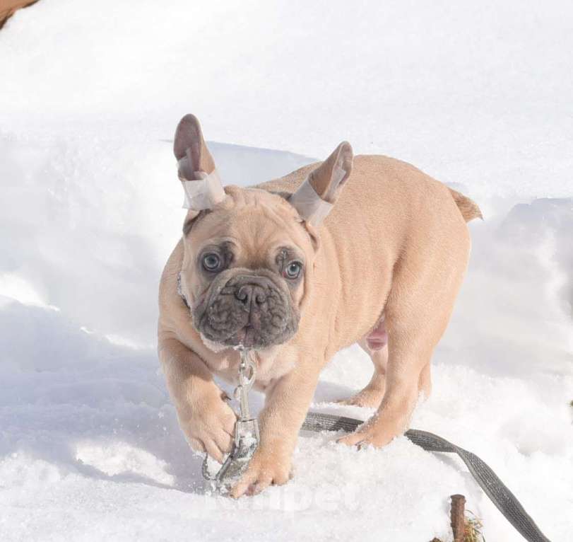 Собаки в Москве: Мальчишка палевоголубой Мальчик, 40 000 руб. - фото 1