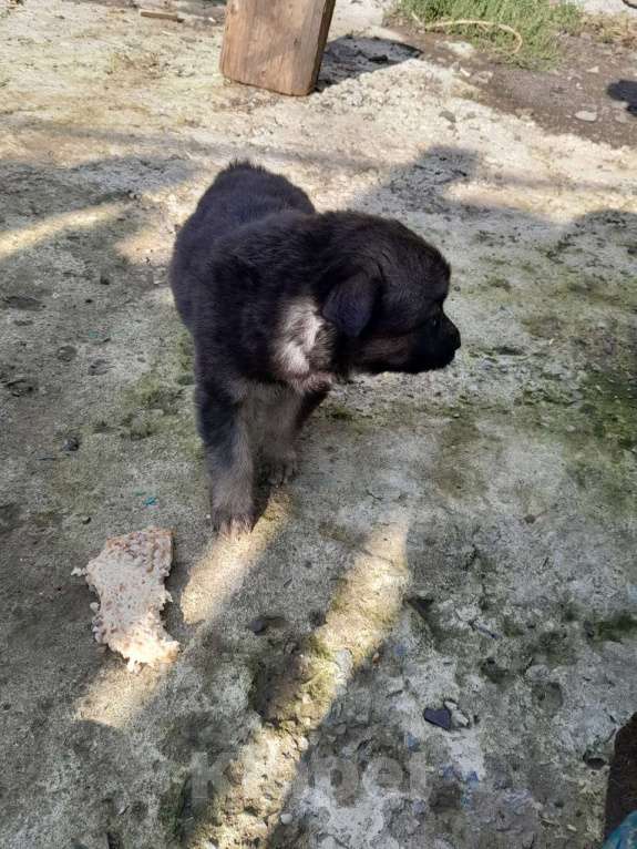 Собаки в Кемерово: Отдам щенят девочка Девочка, Бесплатно - фото 3