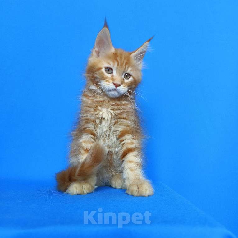 Кошки в Москве: Котята Мейн-Кун Мальчики Мальчик, 70 000 руб. - фото 7