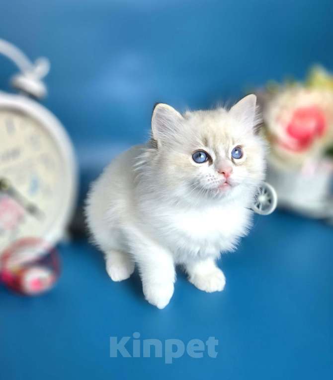 Кошки в других городах Тульской области: IRBIS Casteldolls  Мальчик, Бесплатно - фото 7