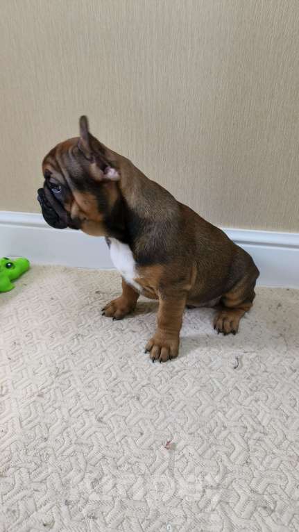 Собаки в Белореченске: Французский бульдог Мальчик, Бесплатно - фото 6