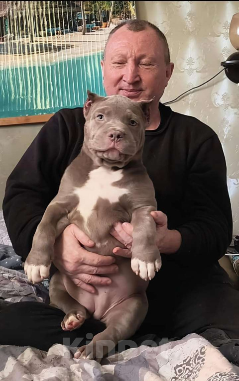 Собаки в других городах Московской области: Эксклюзивные щенки американского булли xl Девочка, 450 000 руб. - фото 2