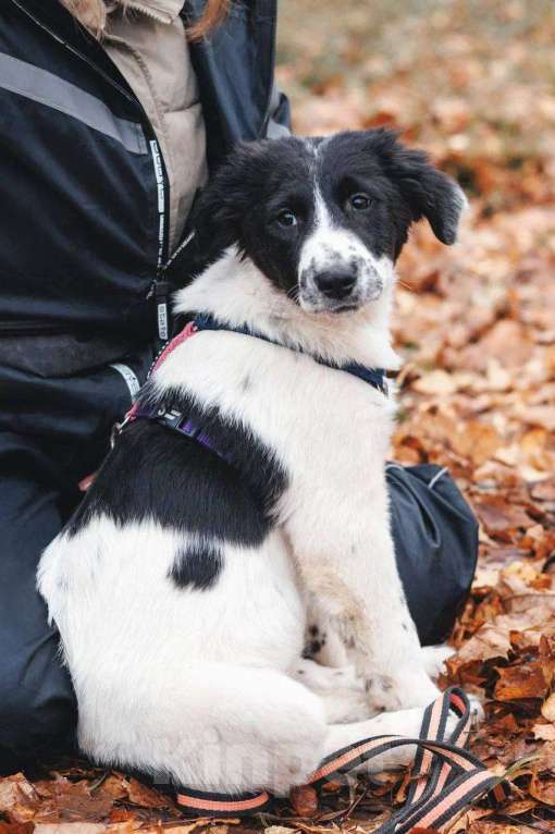 Собаки в Москве: Таллиса - девочка, 2 месяца, ищет дом  Девочка, Бесплатно - фото 3