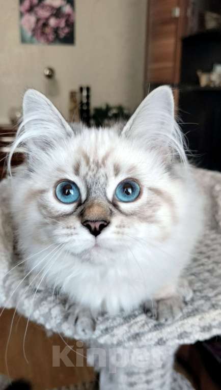 Кошки в Санкт-Петербурге: Лола Невская Радость Девочка, 65 000 руб. - фото 3