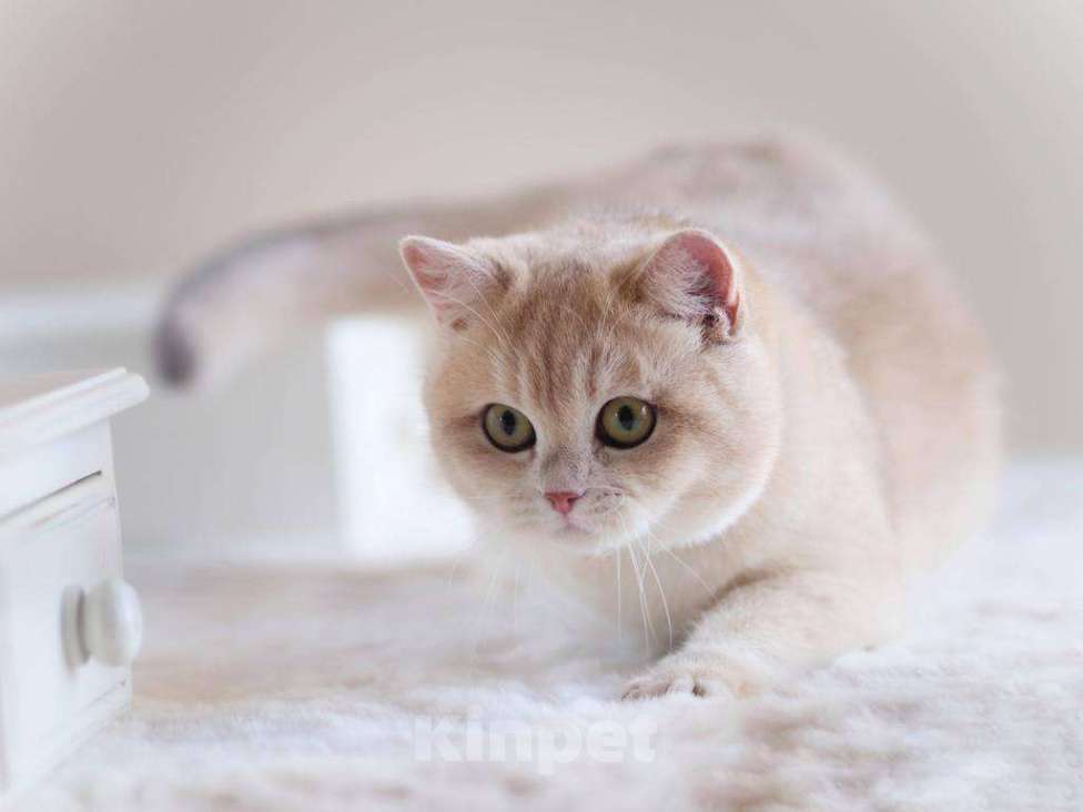 Кошки в Москве: Британская кошечка Девочка, 25 000 руб. - фото 8